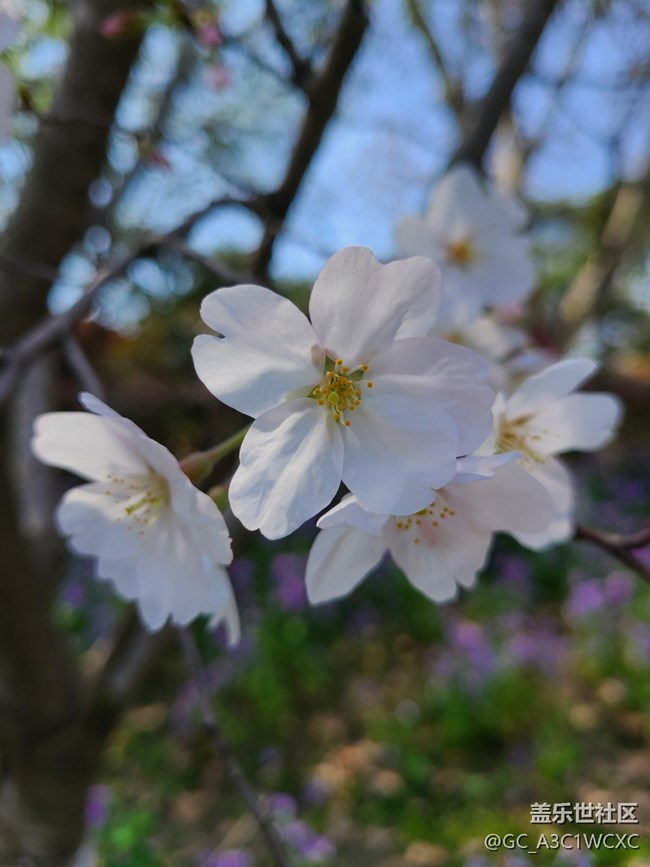 【萬(wàn)物復(fù)蘇的春天】櫻花盛開(kāi)