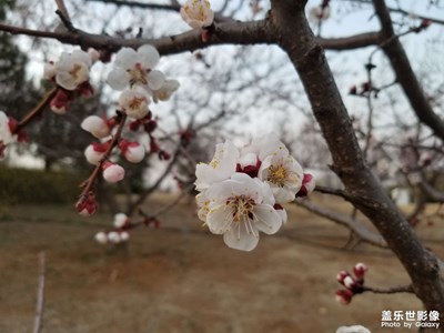 【醉春山】杏花開了