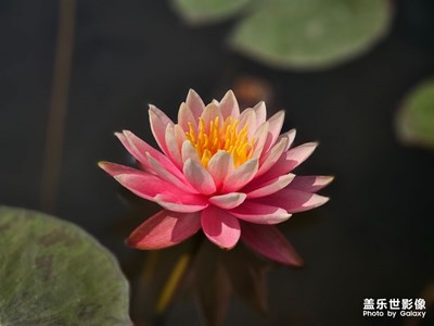 【醉春山】+公園里睡蓮開(kāi)了