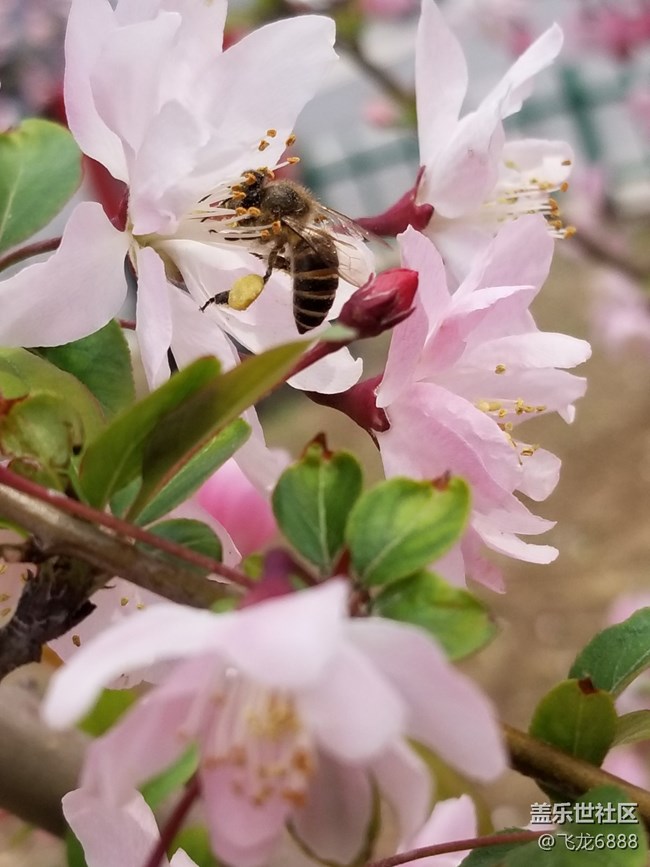 【春芽萌生】+蜜蜂、蜂鳥(niǎo)與花
