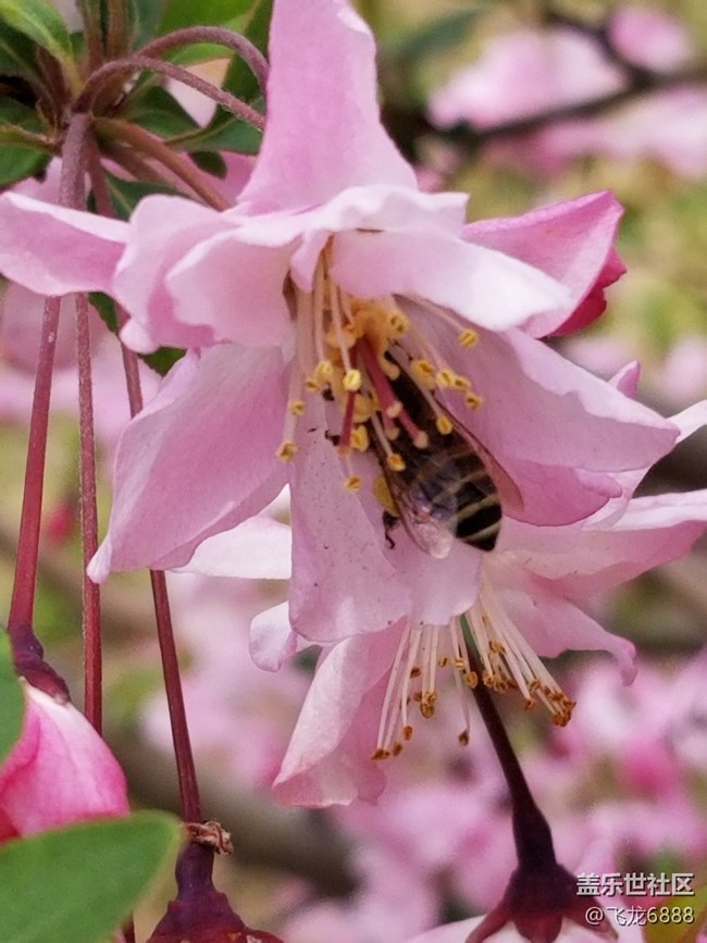 【春芽萌生】+蜜蜂、蜂鳥(niǎo)與花
