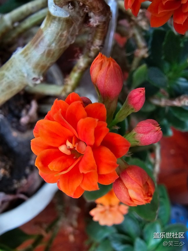 【春暖花開(kāi)】+圣誕伽藍(lán)菜