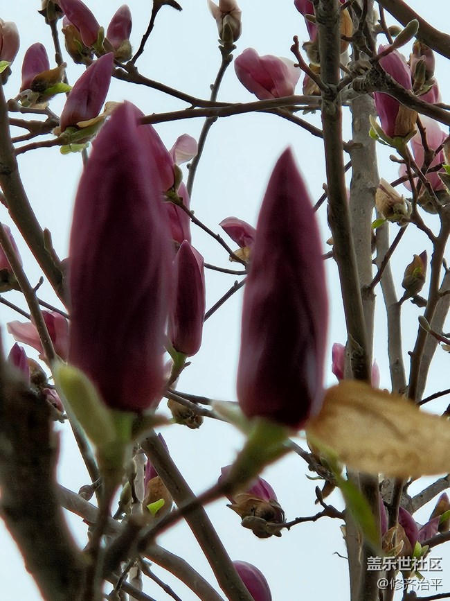 【春暖花开】紫色玉兰向阳开