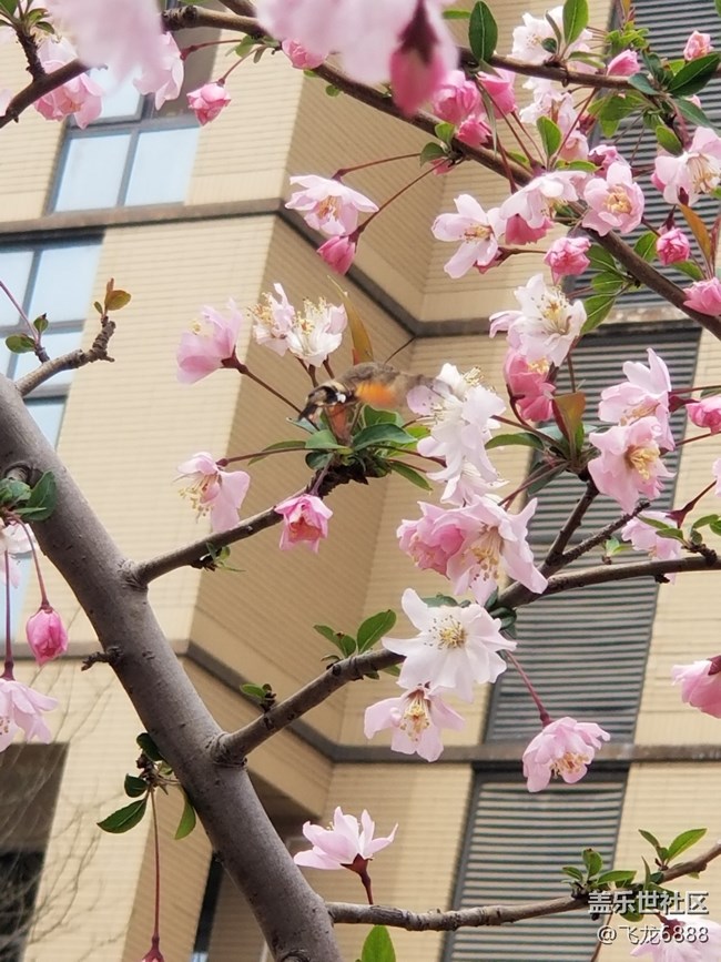 【春日元气】+再现蜂鸟