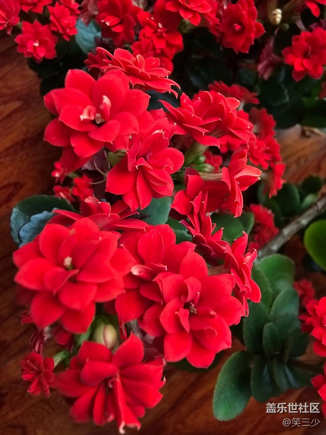 【春暖花開(kāi)】+圣誕伽藍(lán)菜