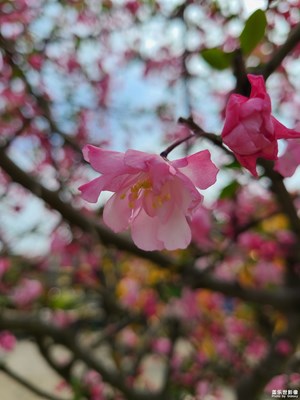 【眼界視界】+海棠花開
