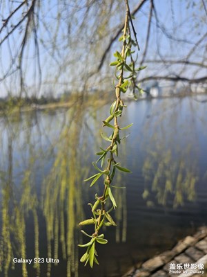 【醉春山】萬(wàn)條垂下綠絲絳