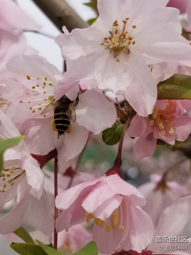 【春芽萌生】+蜜蜂、蜂鸟与花
