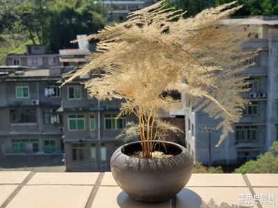 【眼界視界】+善于發(fā)現(xiàn)生活的美