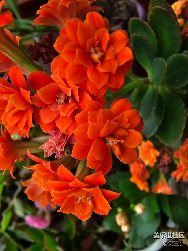 【春暖花開(kāi)】+圣誕伽藍(lán)菜