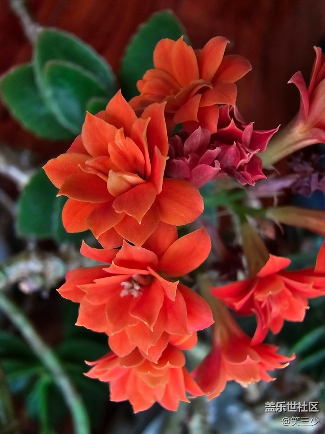 【春暖花開(kāi)】+圣誕伽藍(lán)菜