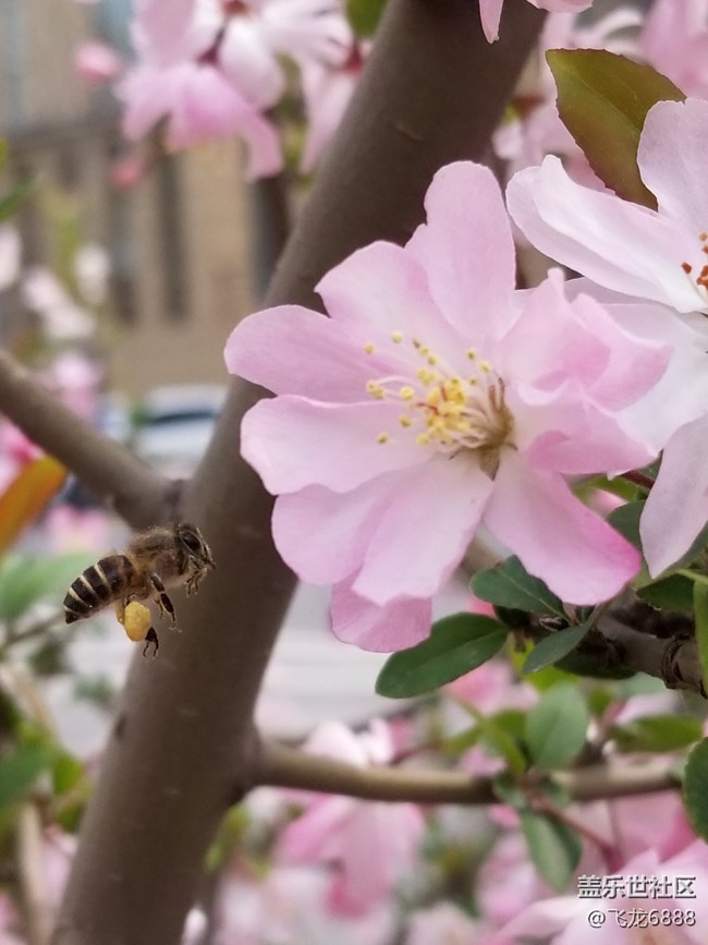【春芽萌生】+蜜蜂、蜂鳥(niǎo)與花