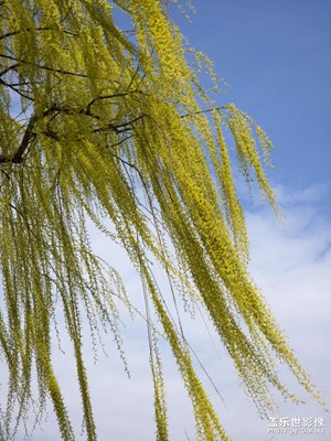 【醉春山】楊柳風(fēng)