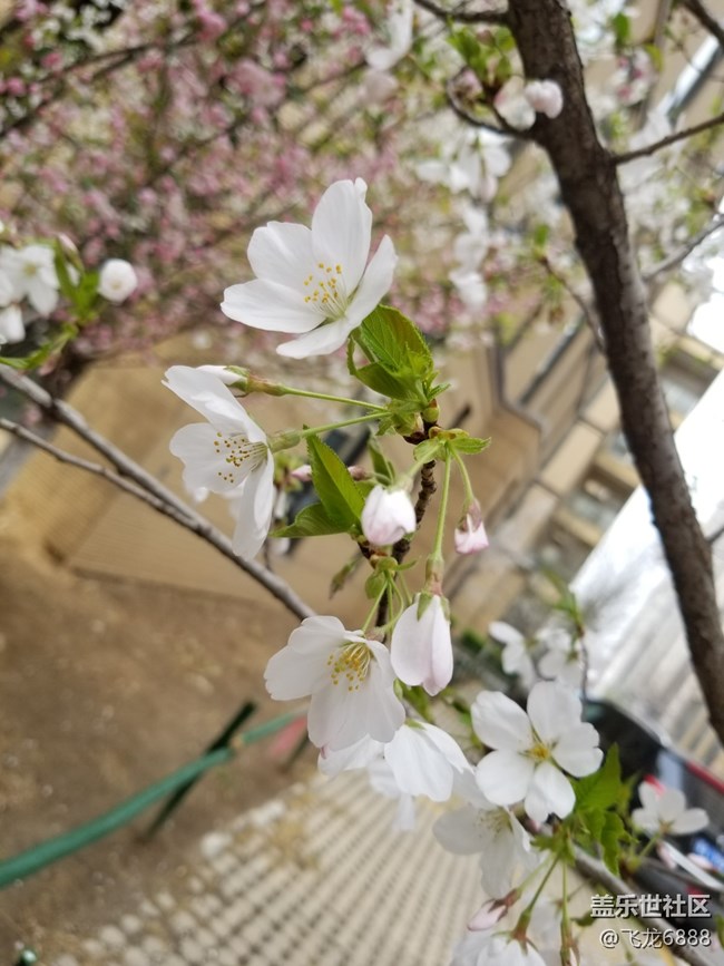 【春芽萌生】+樱花