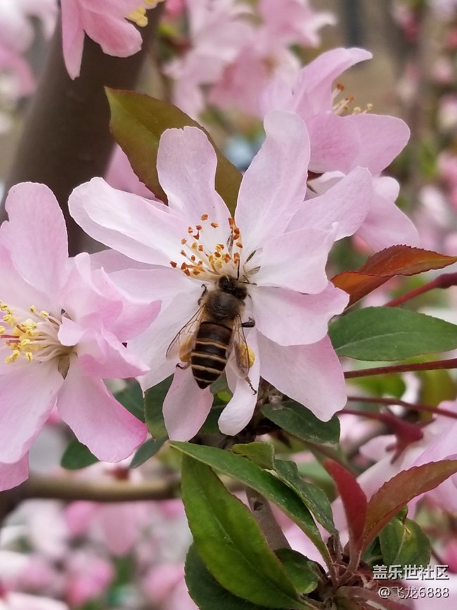 【春日元氣】+再現(xiàn)蜂鳥