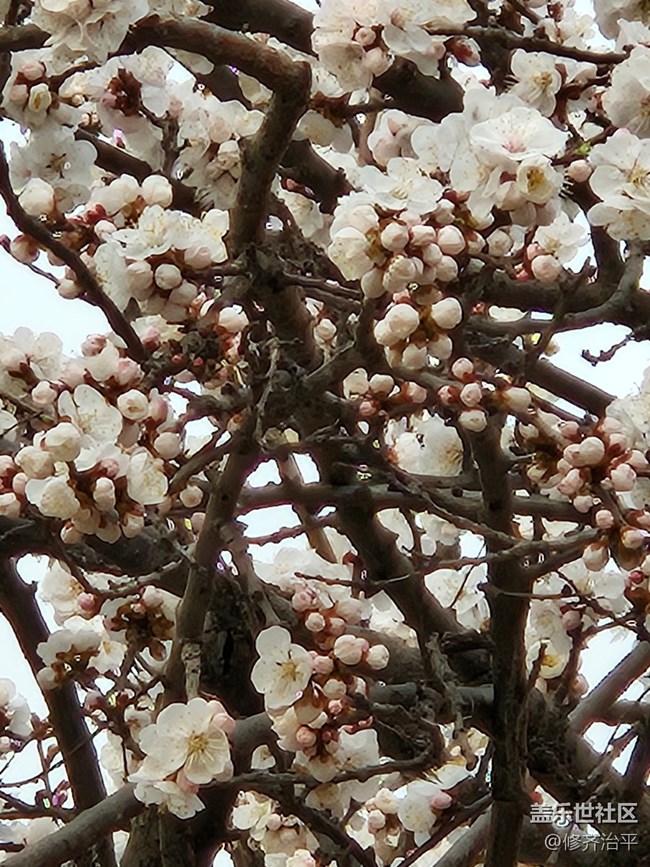 【春暖花开】我家的杏树开花了