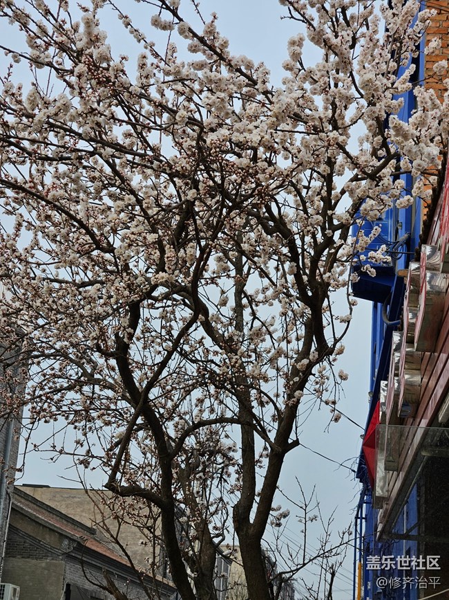【春暖花开】我家的杏树开花了