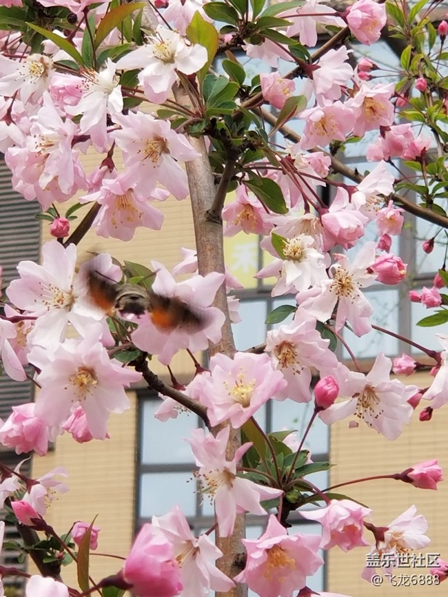 【春芽萌生】+蜜蜂、蜂鳥(niǎo)與花