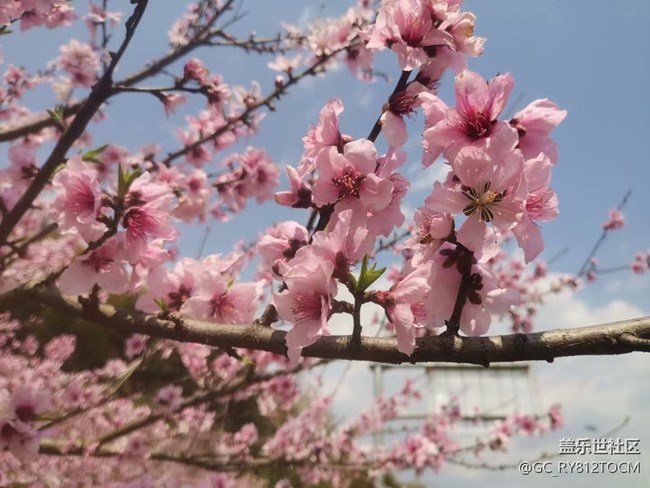 【春和景明】花开灿烂