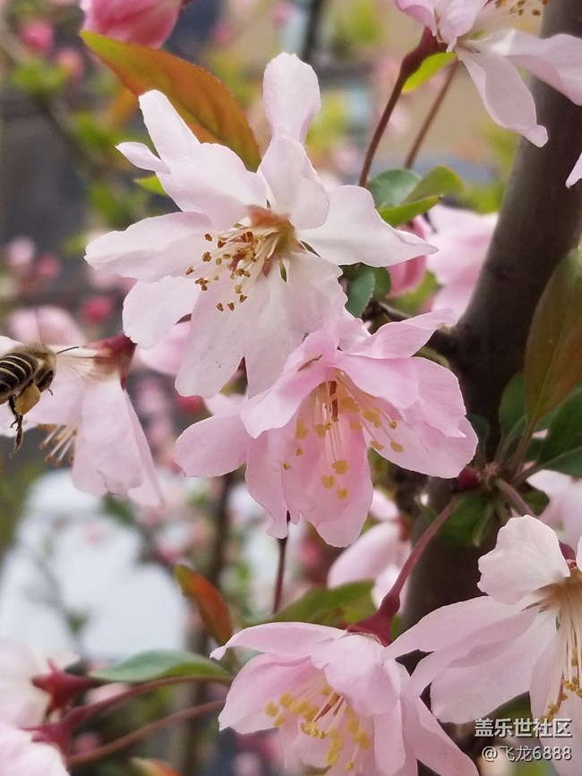 【春日元氣】+再現(xiàn)蜂鳥