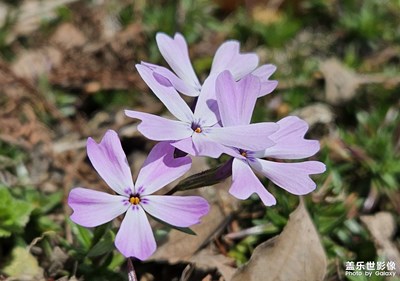 【醉春山】+路邊的小花朵