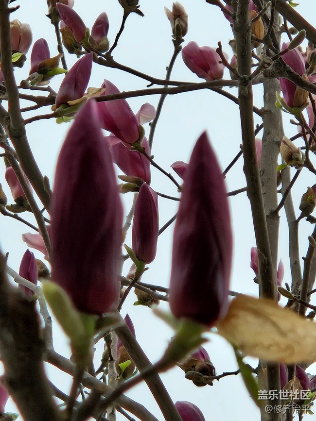 【春暖花开】紫色玉兰向阳开