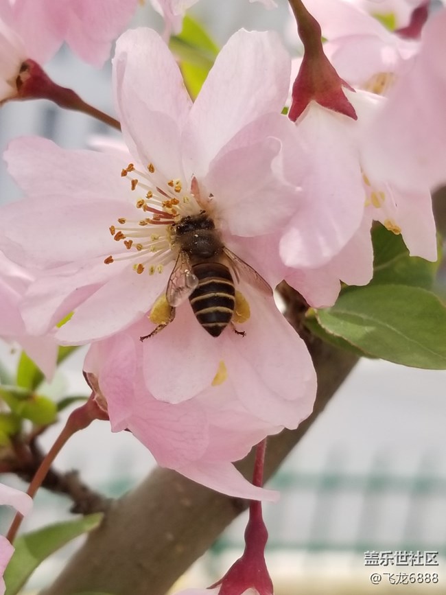 【春芽萌生】+蜜蜂、蜂鸟与花