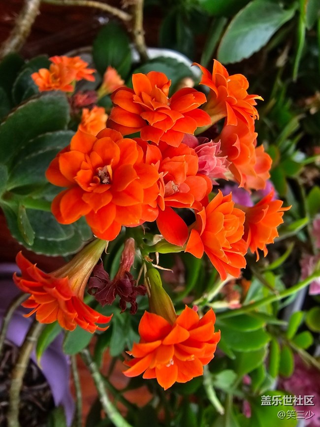 【春暖花開(kāi)】+圣誕伽藍(lán)菜