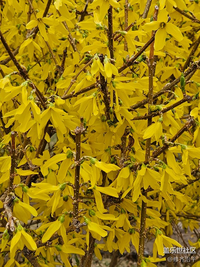 【春暖花开】金黄的迎春花