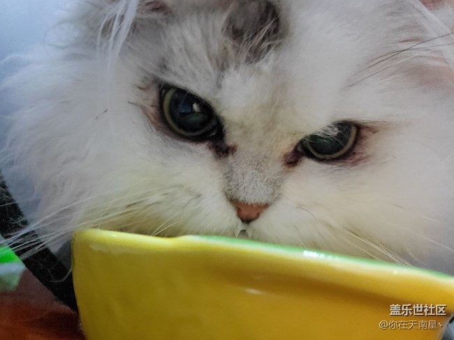 小貓咪愛喝奶