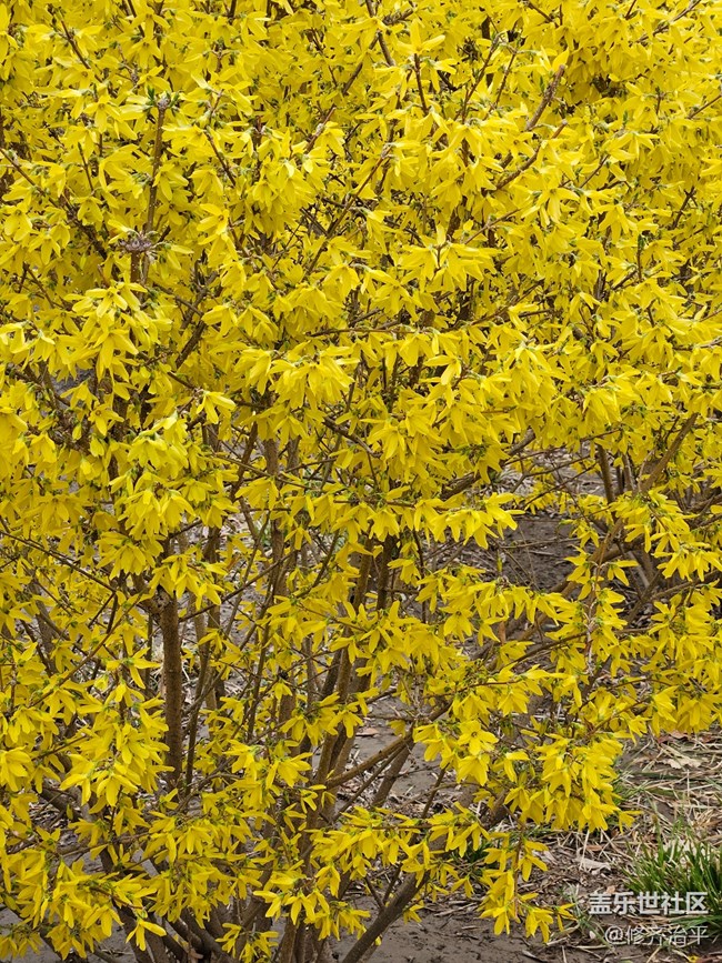 【春暖花开】金黄的迎春花