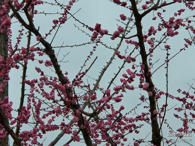 【春暖花开】粉玉兰与榆叶梅