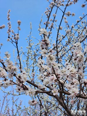 【用鏡頭丈量世界】+ 踏春