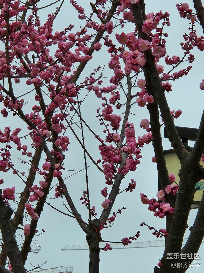 【春暖花开】粉玉兰与榆叶梅