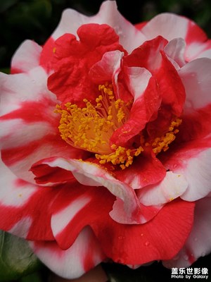 【醉春山】+花開時(shí)