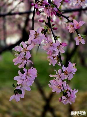 【用鏡頭丈量世界】遇到的那些花兒