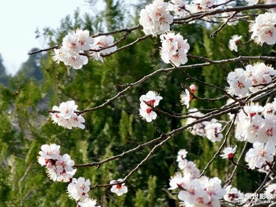 【醉春山】黑鹿河