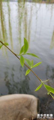 春風(fēng)吹動綠絲絳