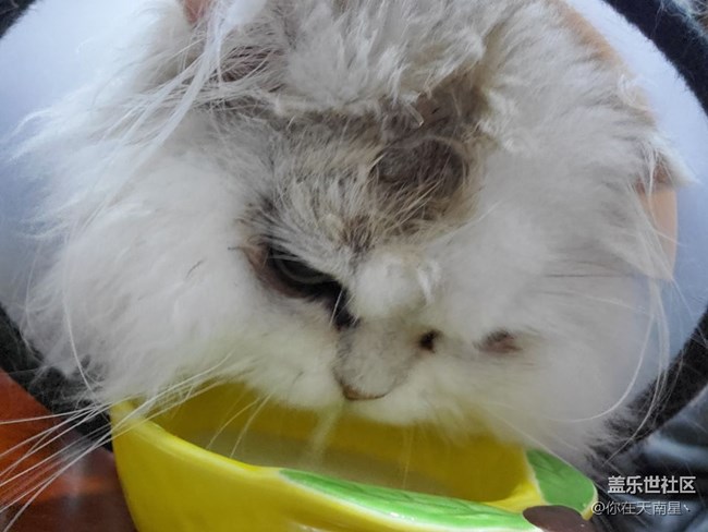 小貓咪愛喝奶
