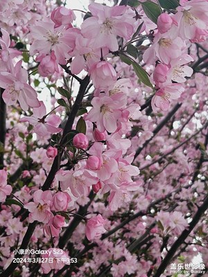 【醉春山】校園風(fēng)景