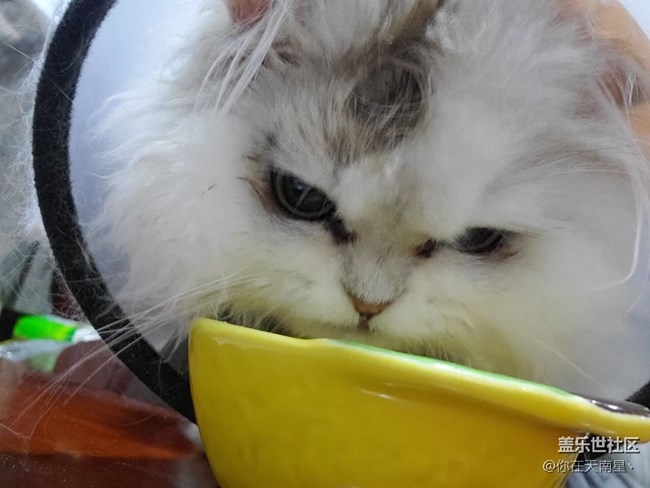 小貓咪愛喝奶
