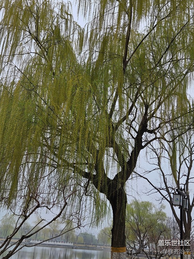 【春暖花开】河岸上的垂杨柳