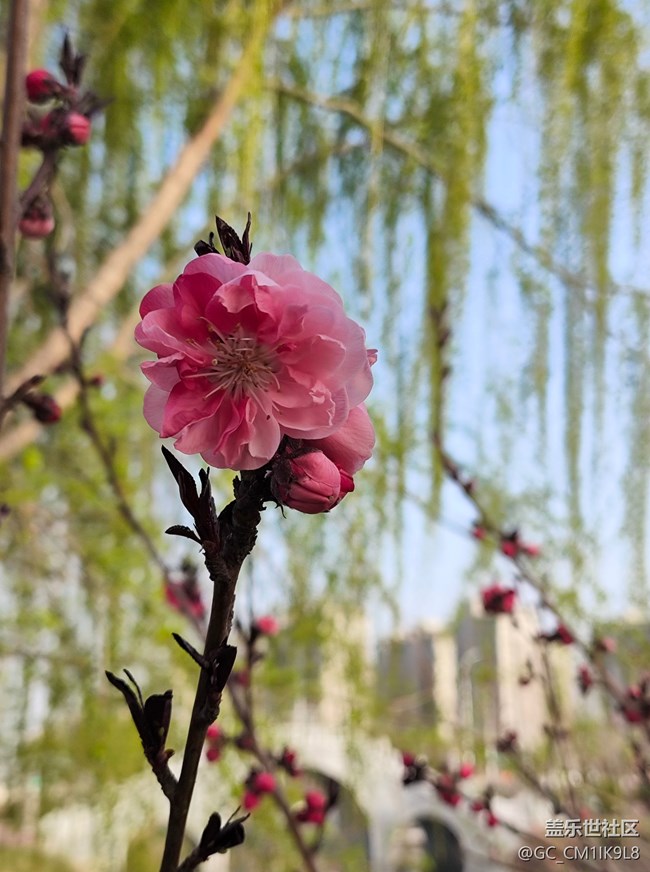 [春和景明】春天的花開了