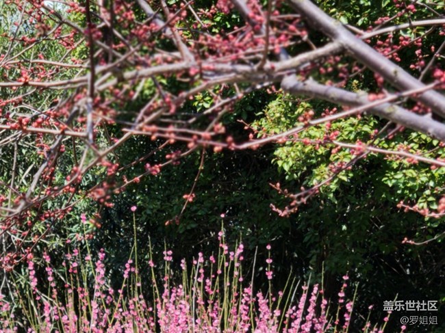 【春暖花開】+粉