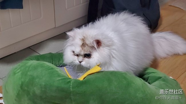 給大家看下我的小貓咪