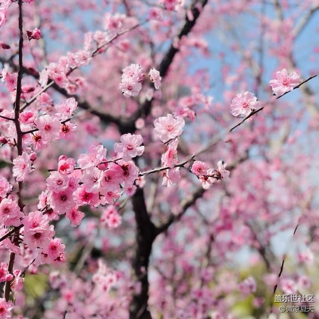 【春和景明】春日午后