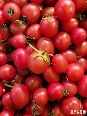 【醉春山】+小番茄