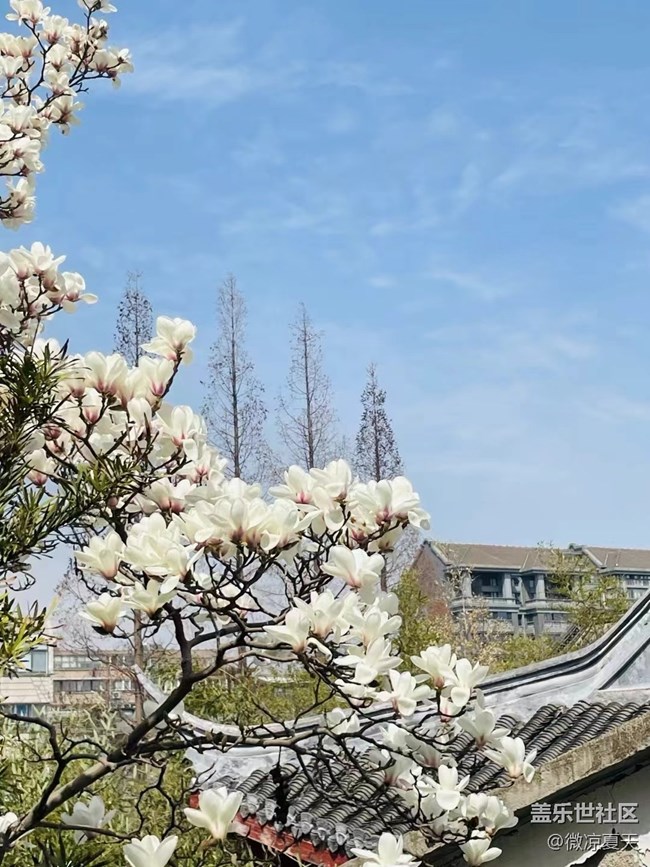 【春和景明】春日午后