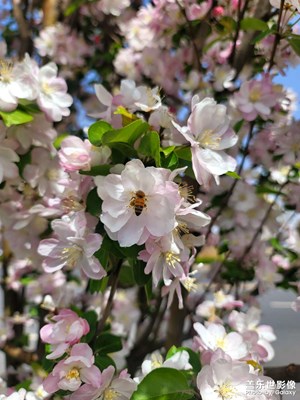 【醉春山】辛勤的小蜜蜂
