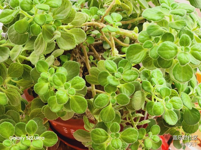 【春暖花開】我養(yǎng)的花花草草